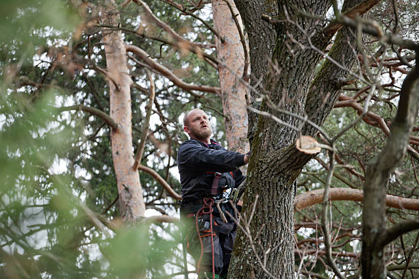 Best Fruit Tree Pruning  in Somersworth, NH